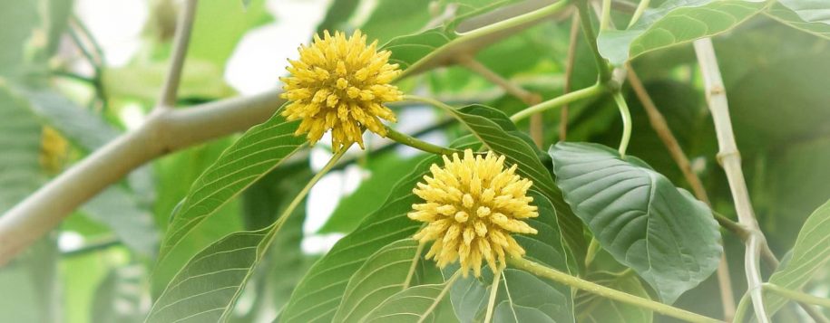 Mitragyna Speciosa